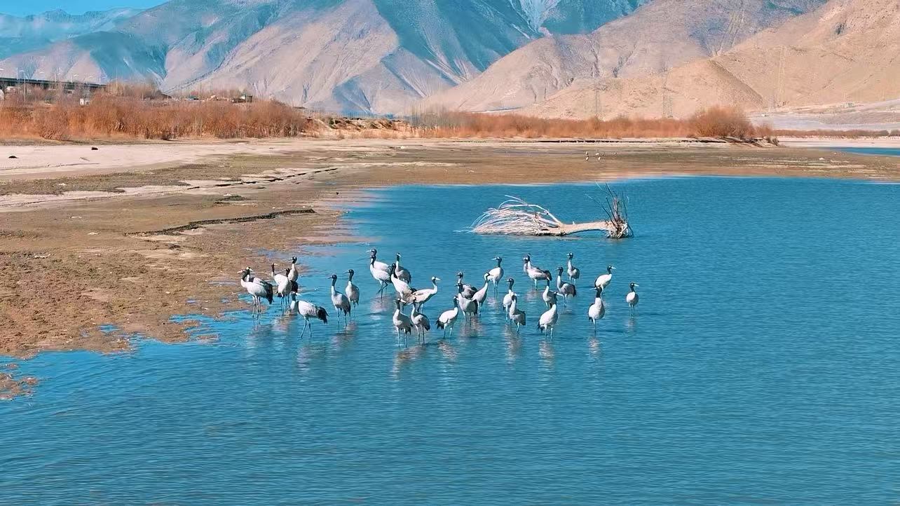Black-necked cranes standing in the shallows of the river below the vineyard