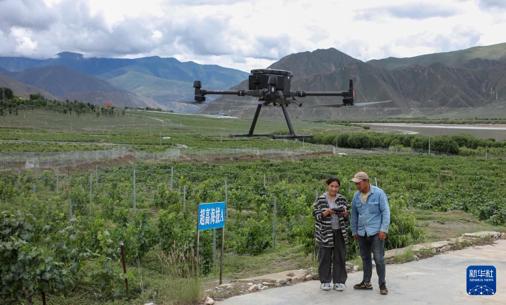 An agricultural drone hovering over vine rows