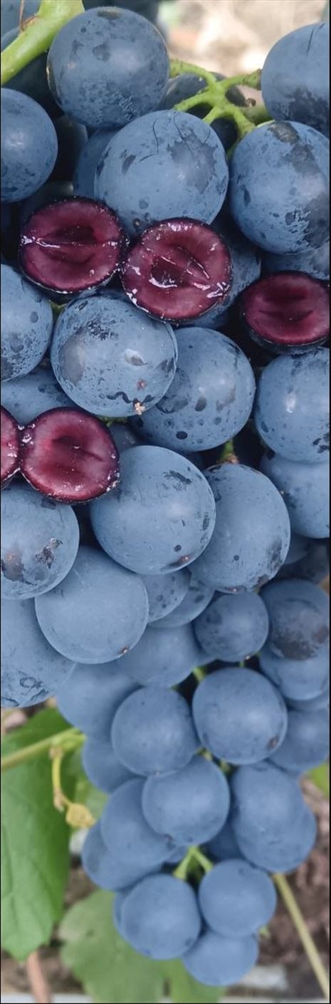 A cluster of dark grapes cut open to show deep red flesh
