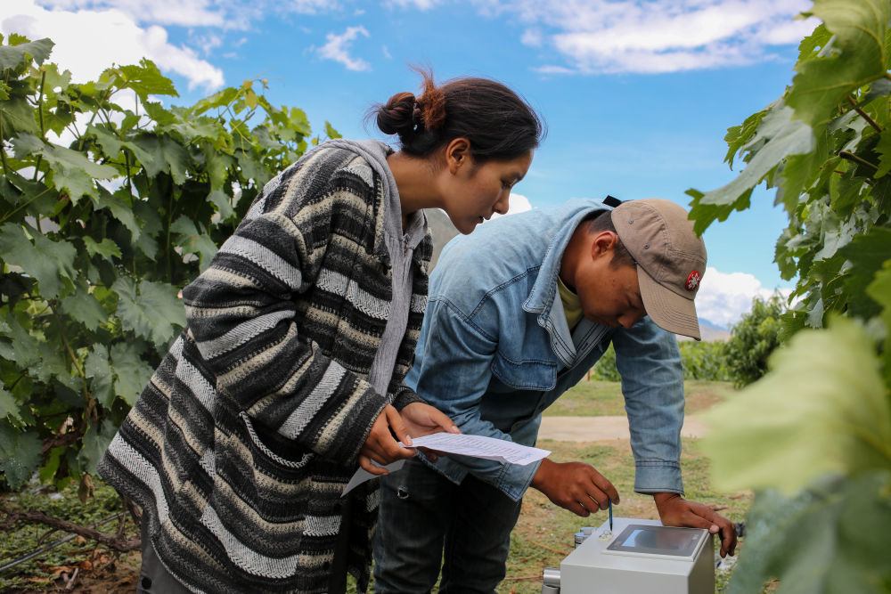 Two researchers taking measurements from vines in the vineyard