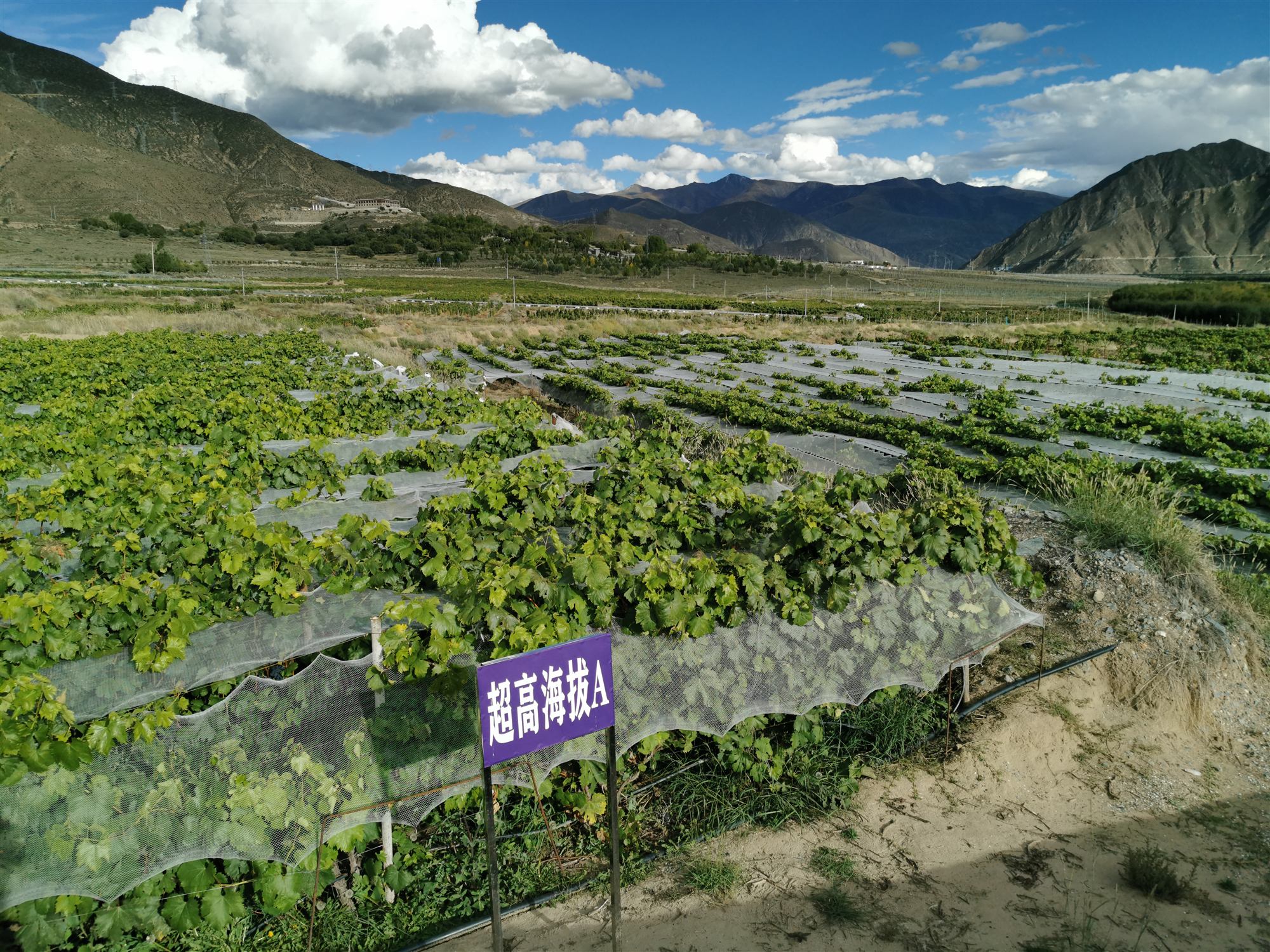 Hail nets stretched over green vines at the foot of arid Tibetan mountains