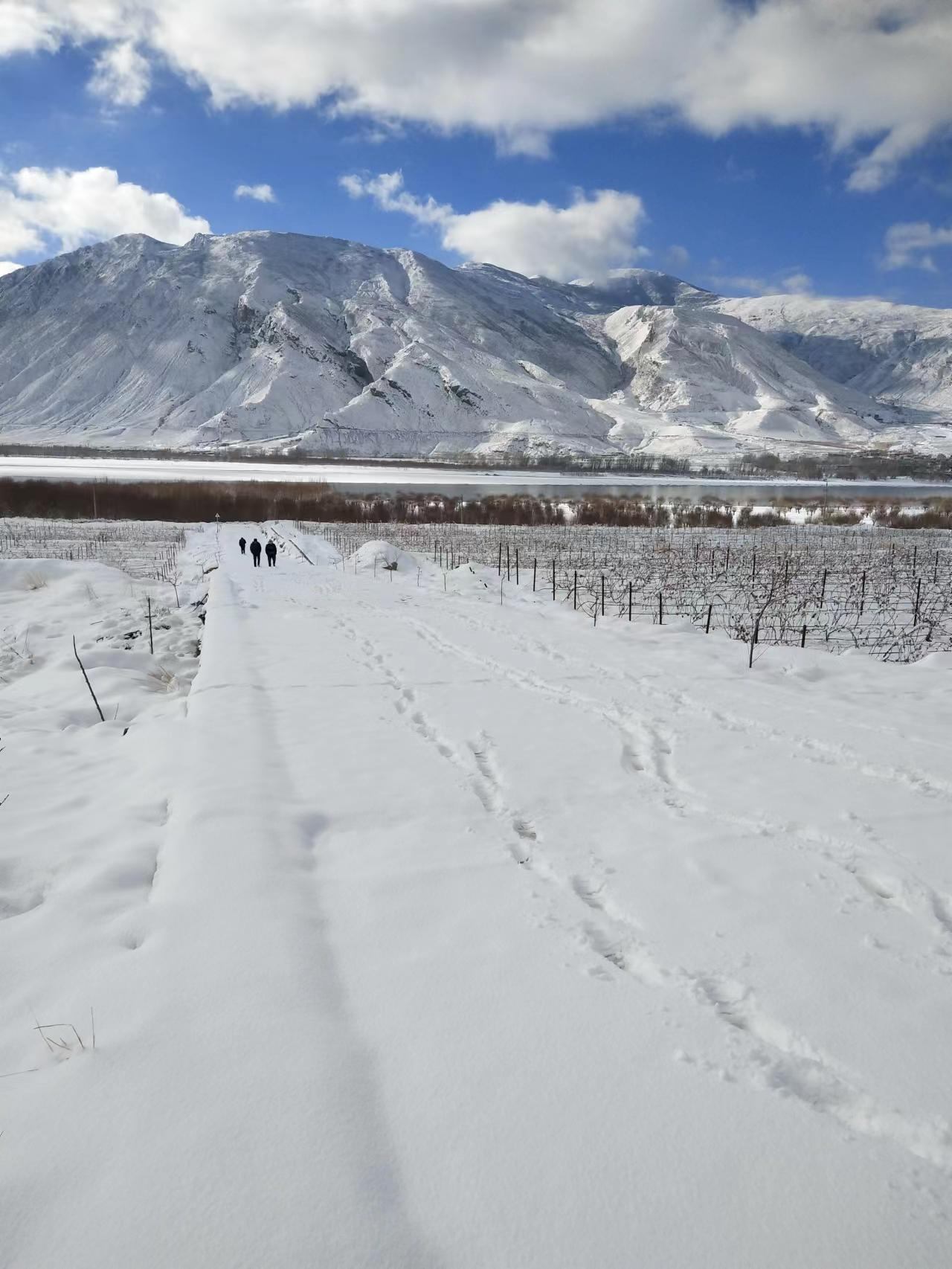 A track through deep snow between dormant vine rows, mountains beyond